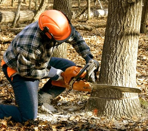 Tree Removal in Amity, AR